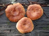 Lactarius rufus image