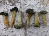 Leotia viscosa image