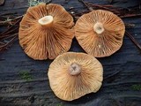 Lactarius rufus image