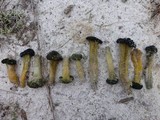 Leotia viscosa image