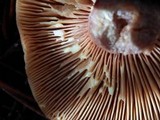 Lactarius rufus image