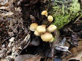 Hypholoma subviride image