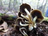 Hypholoma subviride image