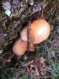 Hypholoma capnoides image