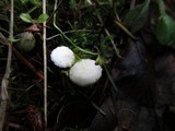 Cuphophyllus virgineus image
