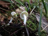 Cuphophyllus virgineus image