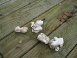 Entoloma abortivum image