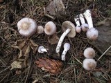 Inocybe ionocephala image