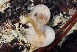 Chromosera cyanophylla image