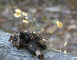 Strobilurus conigenoides image