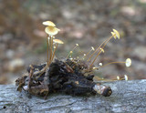 Strobilurus conigenoides image