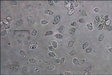 Clitocybe rivulosa image