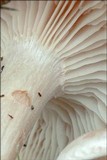 Clitocybe rivulosa image