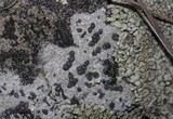 Carbonea latypizodes image