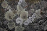 Carbonea latypizodes image