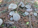 Tricholoma terreum image