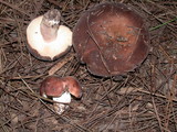 Russula brunneola image