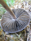 Panaeolus subbalteatus image