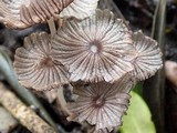 Coprinellus marculentus image