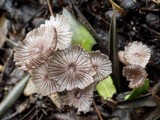 Coprinellus marculentus image