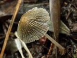 Coprinellus curtus image