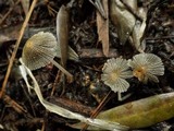 Coprinellus curtus image