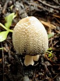 Coprinellus flocculosus image