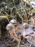 Panaeolus subbalteatus image