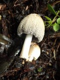 Coprinellus flocculosus image