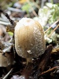 Coprinopsis pseudonivea image