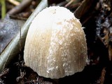 Coprinopsis pseudonivea image
