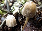 Coprinopsis pseudonivea image