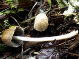 Coprinopsis pseudonivea image