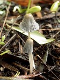 Coprinellus curtus image