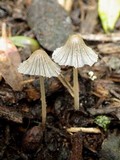 Coprinellus curtus image