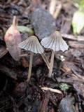 Coprinellus curtus image