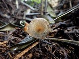 Coprinellus callinus image