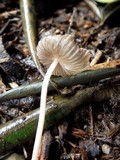 Coprinellus callinus image