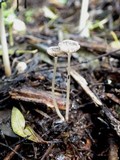 Coprinellus marculentus image