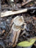Coprinellus marculentus image