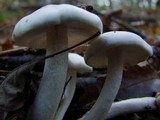 Hygrophorus eburneus image