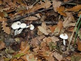 Hygrophorus eburneus image