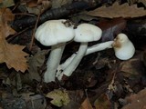 Hygrophorus eburneus image