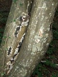 Bjerkandera adusta image