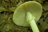 Amanita brunnescens image