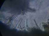 Lachnum virgineum image