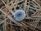 Tricholoma atrosquamosum image