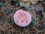Russula silvicola image
