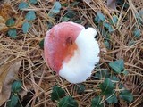 Russula silvicola image