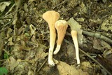 Clavariadelphus truncatus image